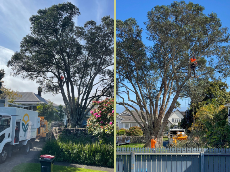 Expert Tree Maintenance and Removal